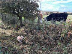 Always look forward to seeing cows the other side of a fence